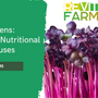 Microgreens: Winter's Nutritional Powerhouses