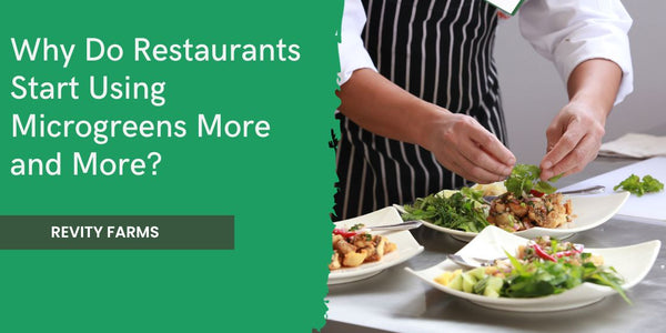 Why Do Restaurants Start Using Microgreens More and More