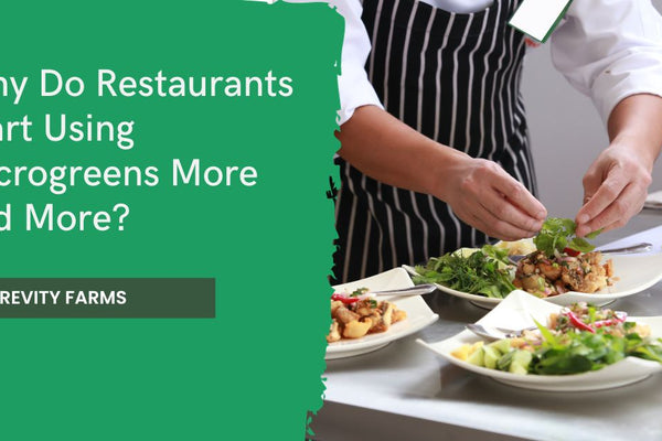 Why Do Restaurants Start Using Microgreens More and More