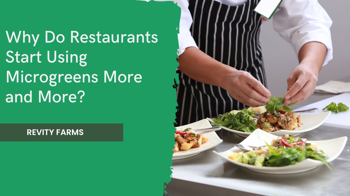 Why Do Restaurants Start Using Microgreens More and More