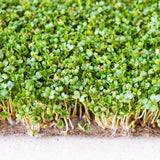 Microgreen Sprouts - Revity Farms