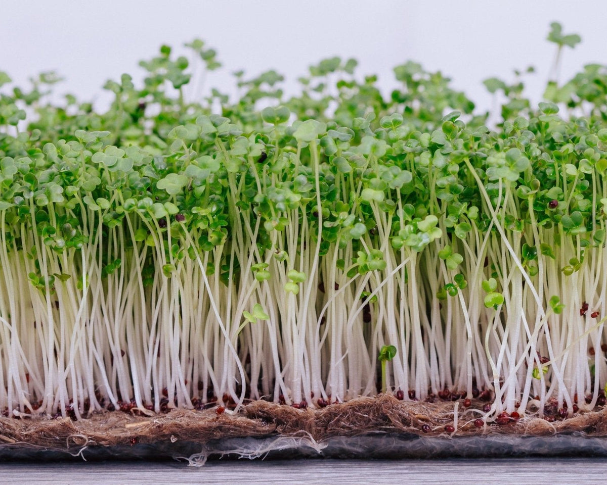 Microgreen Sprouts - Revity Farms