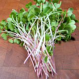 Microgreen Sprouts - Revity Farms
