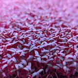Microgreen Sprouts - Revity Farms