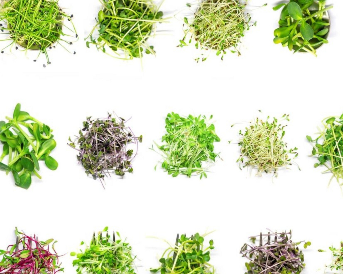 Grown Organic Microgreen Sprouts