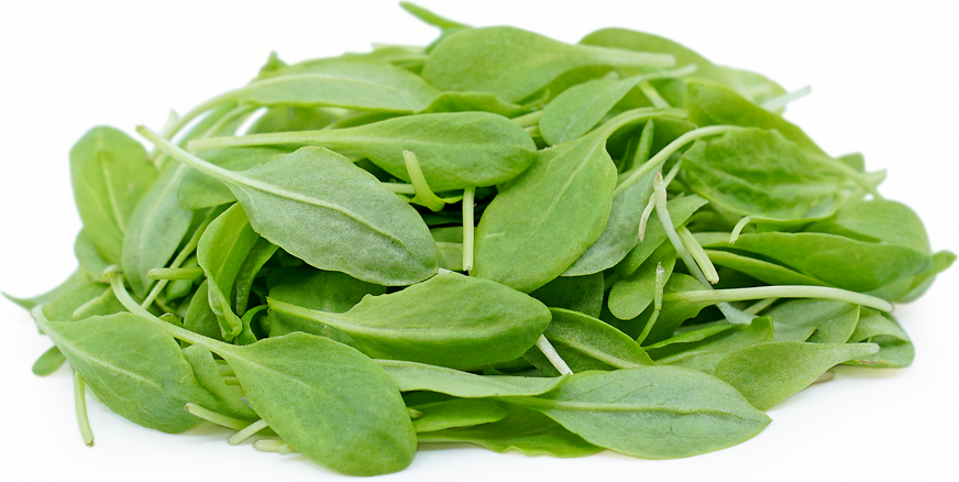 Distribution - Microgreen Sprouts