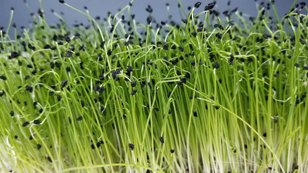 Grown Organic Microgreen Sprouts