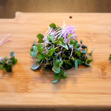 Microgreen Sprouts - Revity Farms