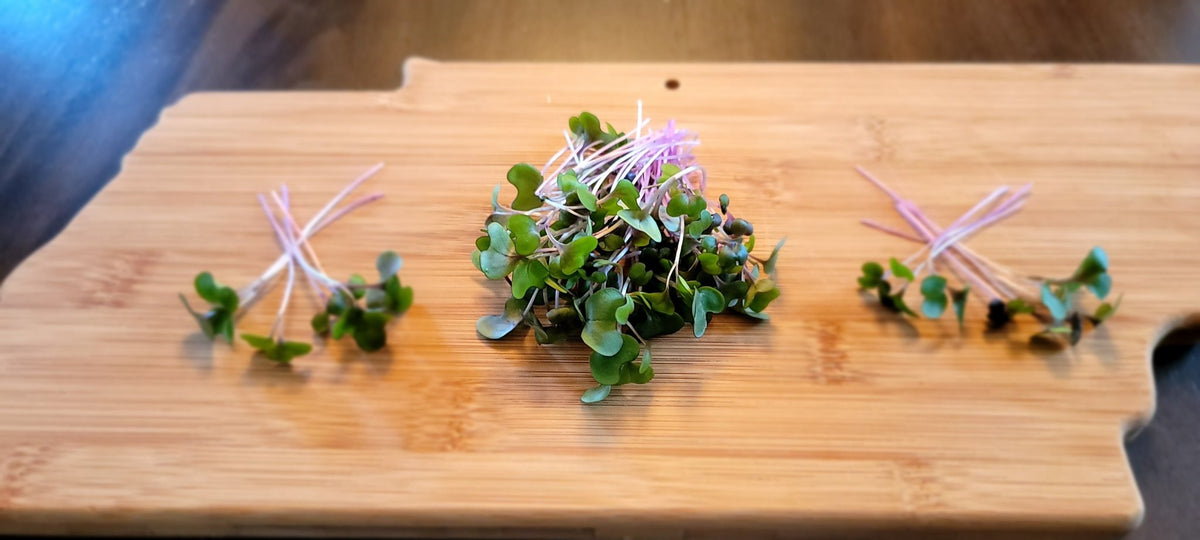 Microgreen Sprouts - Revity Farms