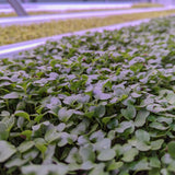 Microgreen Sprouts - Revity Farms