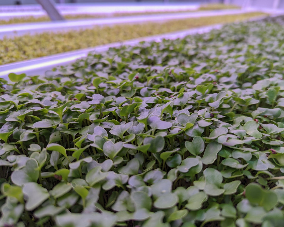 Microgreen Sprouts - Revity Farms