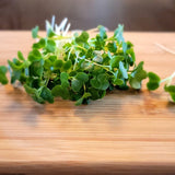 Microgreen Sprouts - Revity Farms