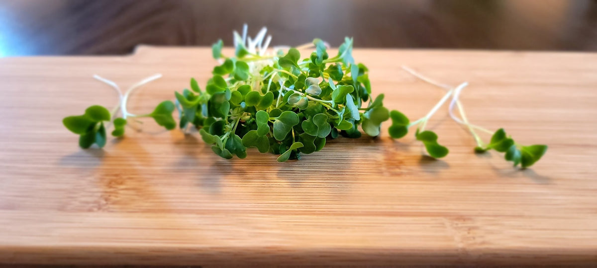 Microgreen Sprouts - Revity Farms