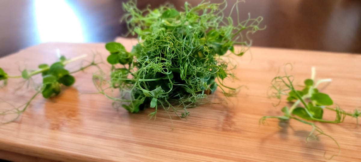 Microgreen Sprouts - Revity Farms