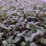 Microgreen Sprouts - Revity Farms