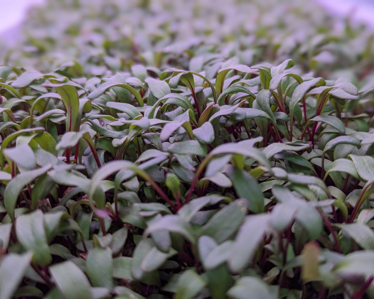 Microgreen Sprouts - Revity Farms