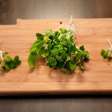 Microgreen Sprouts - Revity Farms