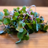 Microgreen Sprouts - Revity Farms