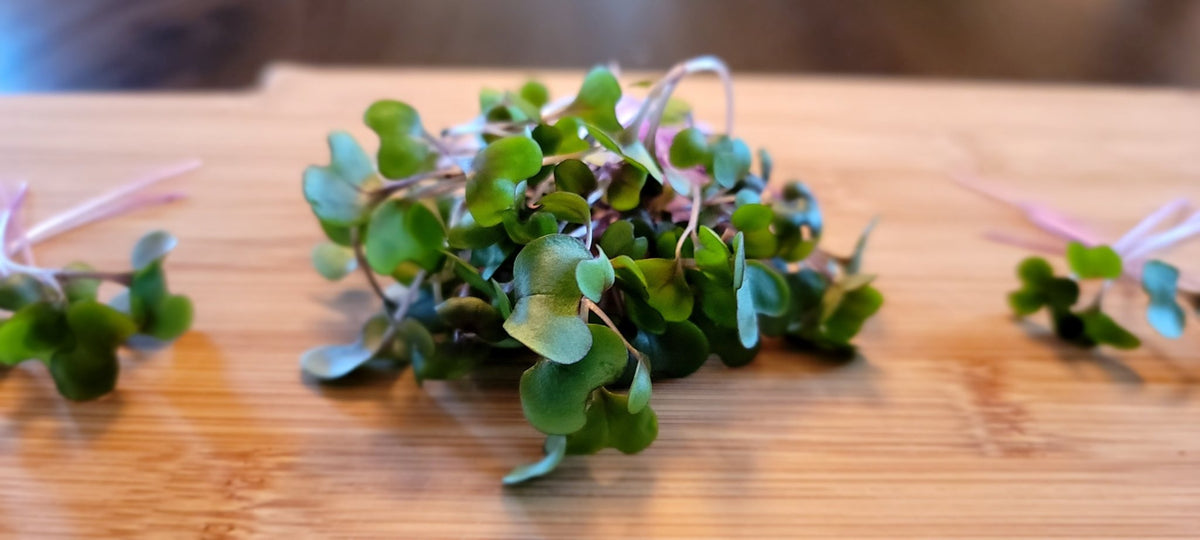 Microgreen Sprouts - Revity Farms