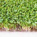 Microgreen Sprouts - Revity Farms