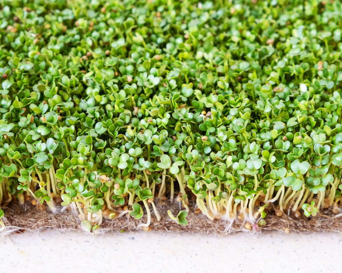 Microgreen Sprouts - Revity Farms