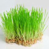 Microgreen Sprouts - Revity Farms