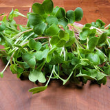 Microgreen Sprouts - Revity Farms