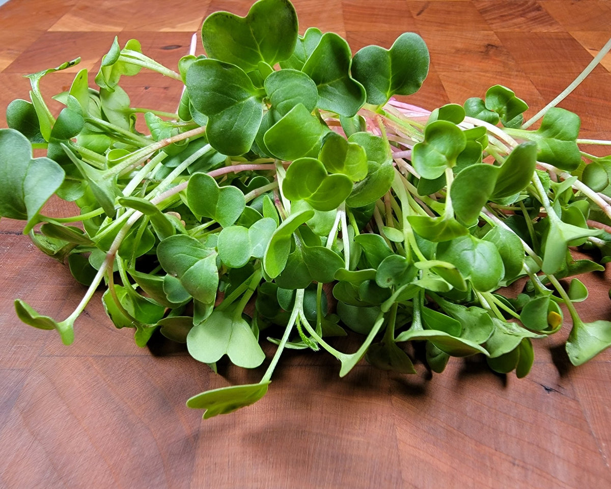 Microgreen Sprouts - Revity Farms