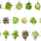 Microgreen Sprouts - Revity Farms