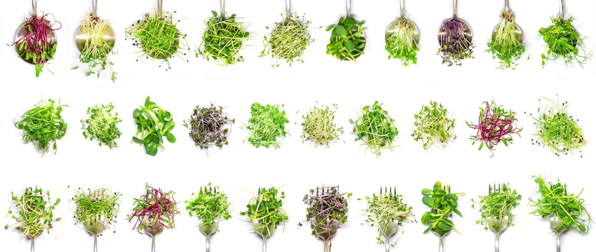 Microgreen Sprouts - Revity Farms
