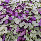 Microgreen Sprouts - Revity Farms