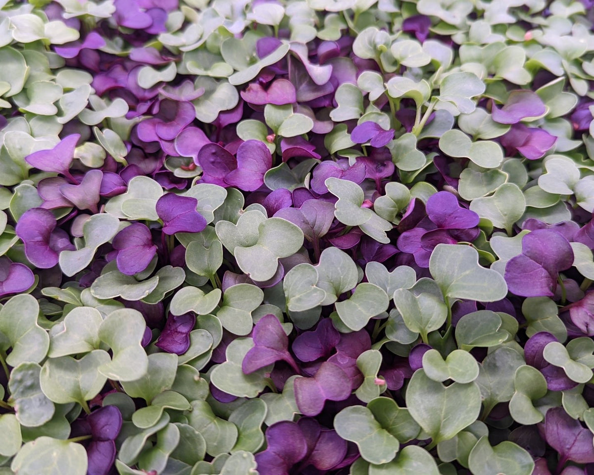 Microgreen Sprouts - Revity Farms