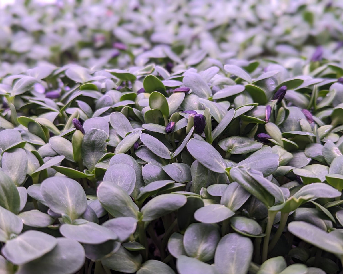 Microgreen Sprouts - Revity Farms