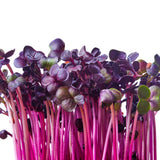 Microgreen Sprouts - Revity Farms