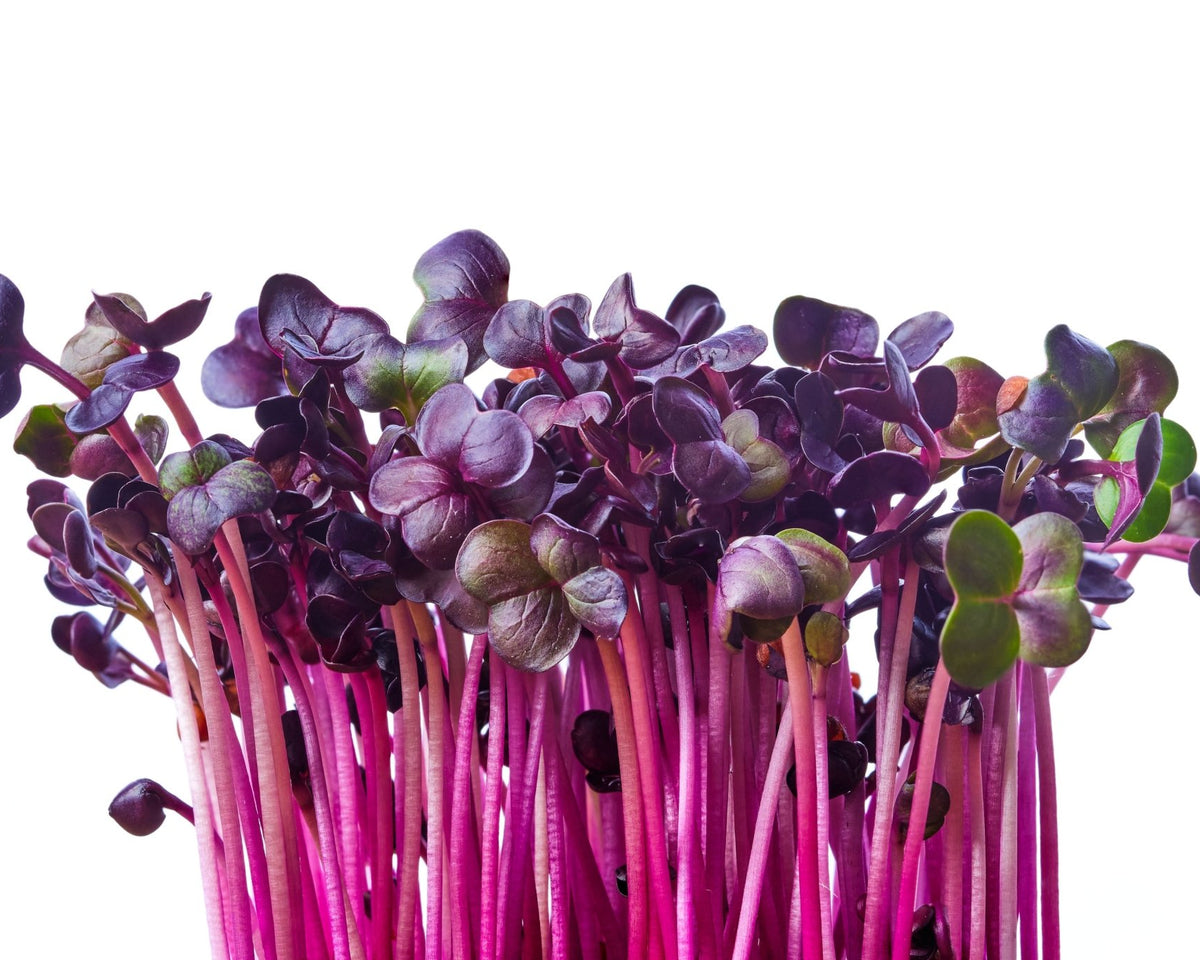 Microgreen Sprouts - Revity Farms