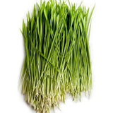 Microgreen Sprouts - Revity Farms