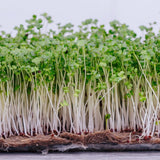 Microgreen Sprouts - Revity Farms