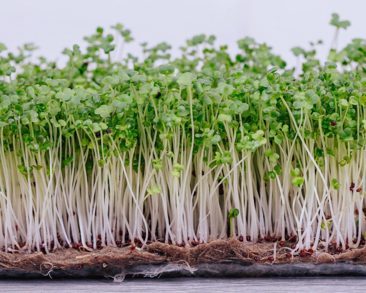 Microgreen Sprouts - Revity Farms