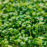 Microgreen Sprouts - Revity Farms