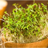 Microgreen Sprouts - Revity Farms