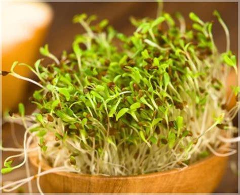 Microgreen Sprouts - Revity Farms