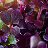 Microgreen Sprouts - Revity Farms