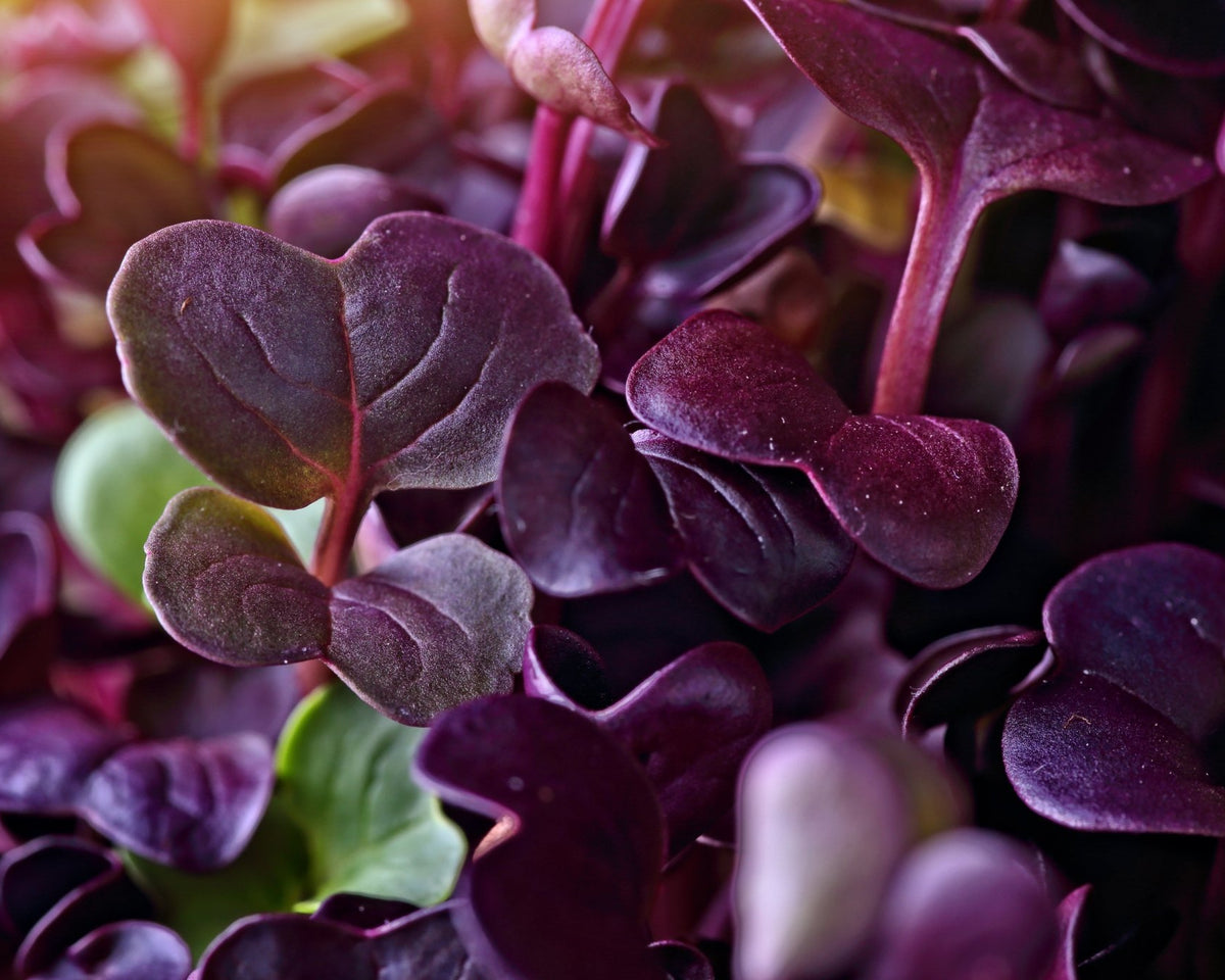 Microgreen Sprouts - Revity Farms