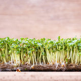 Microgreen Sprouts - Revity Farms