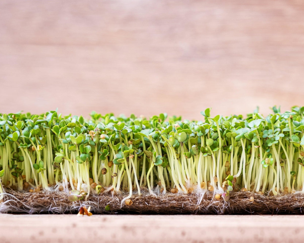 Microgreen Sprouts - Revity Farms