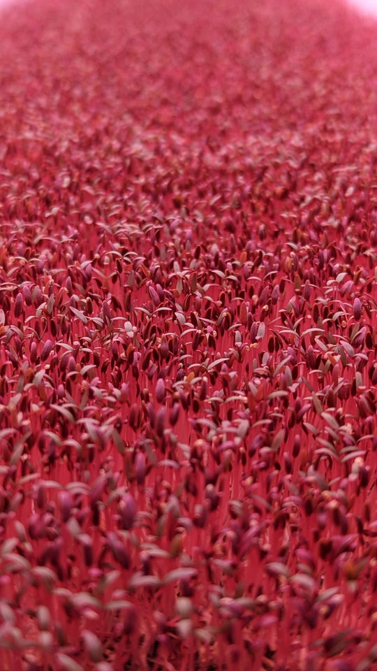 Microgreen Sprouts - Revity Farms