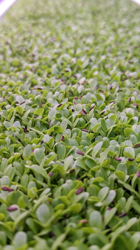 Microgreen Sprouts - Revity Farms