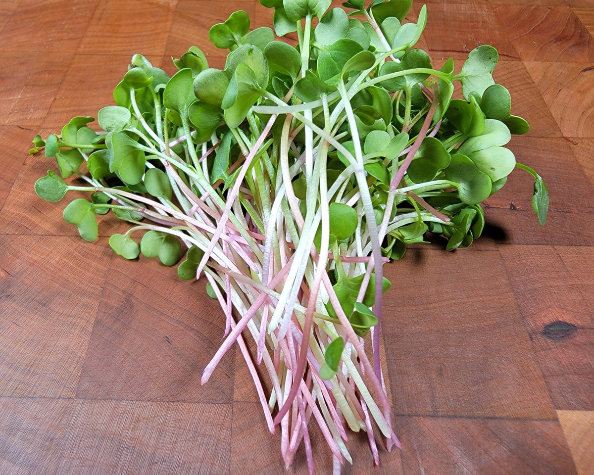 Microgreen Sprouts - Revity Farms