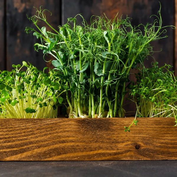 Microgreen Sprouts - Revity Farms