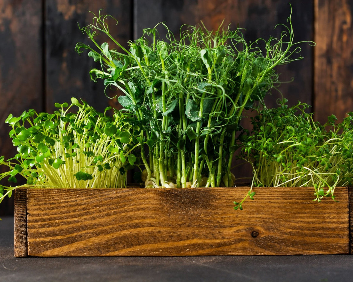 Microgreen Sprouts - Revity Farms